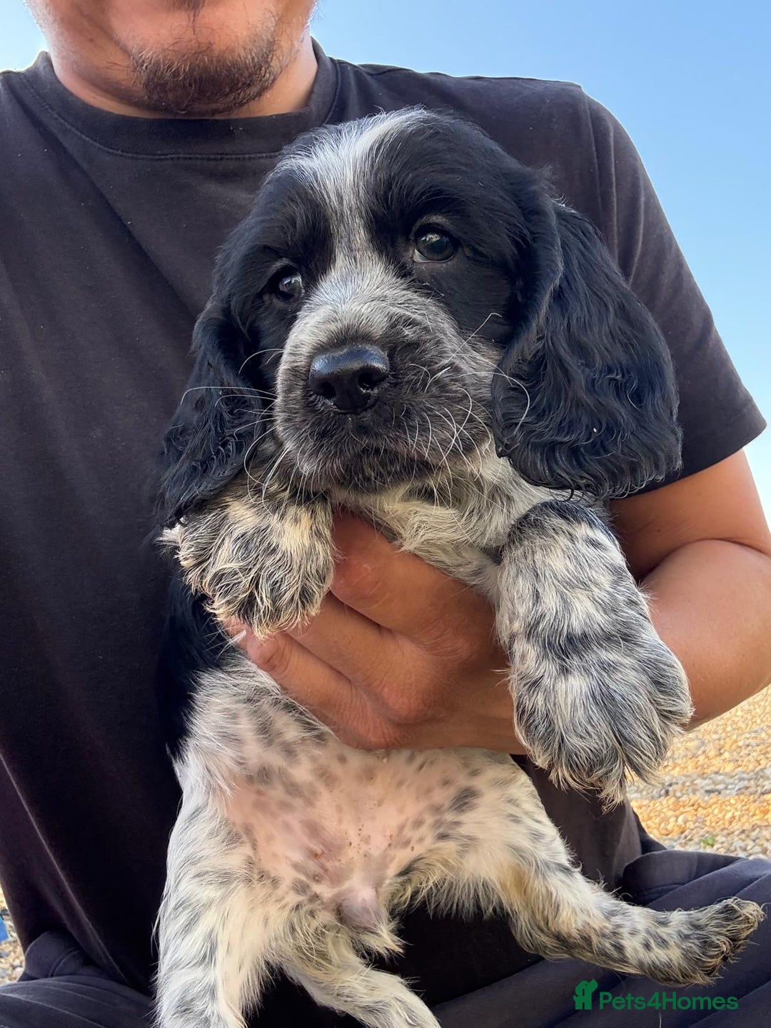 Cocker Spaniel dogs for sale: Showtype cocker spaniel - Image 1