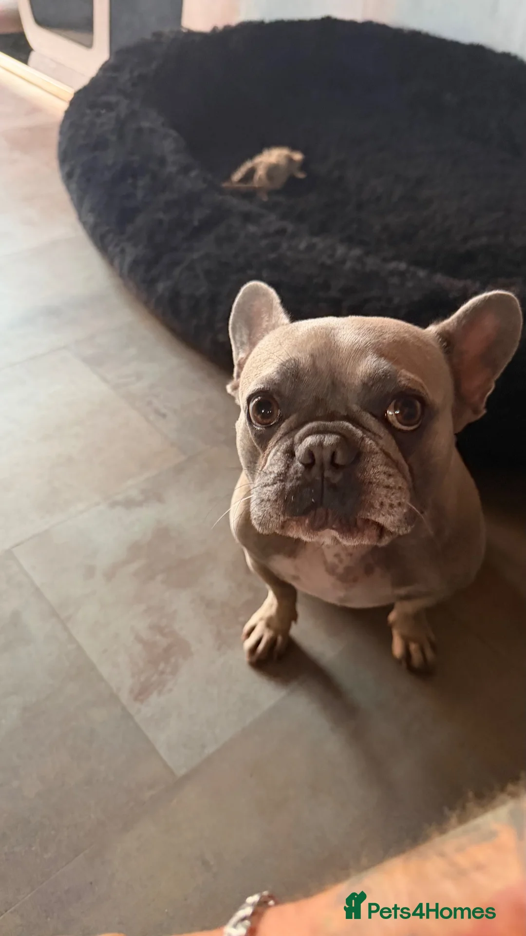French Bulldog dogs for sale: Beautiful & loving Coco looking for forever home - Advert 2