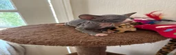 Sphynx cats for sale: Unusual Sphinx’s kittens  - Advert 10