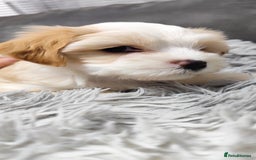 Tibetan Terrier dogs for sale: KC Tibetan Terrier Puppy  - Advert 10