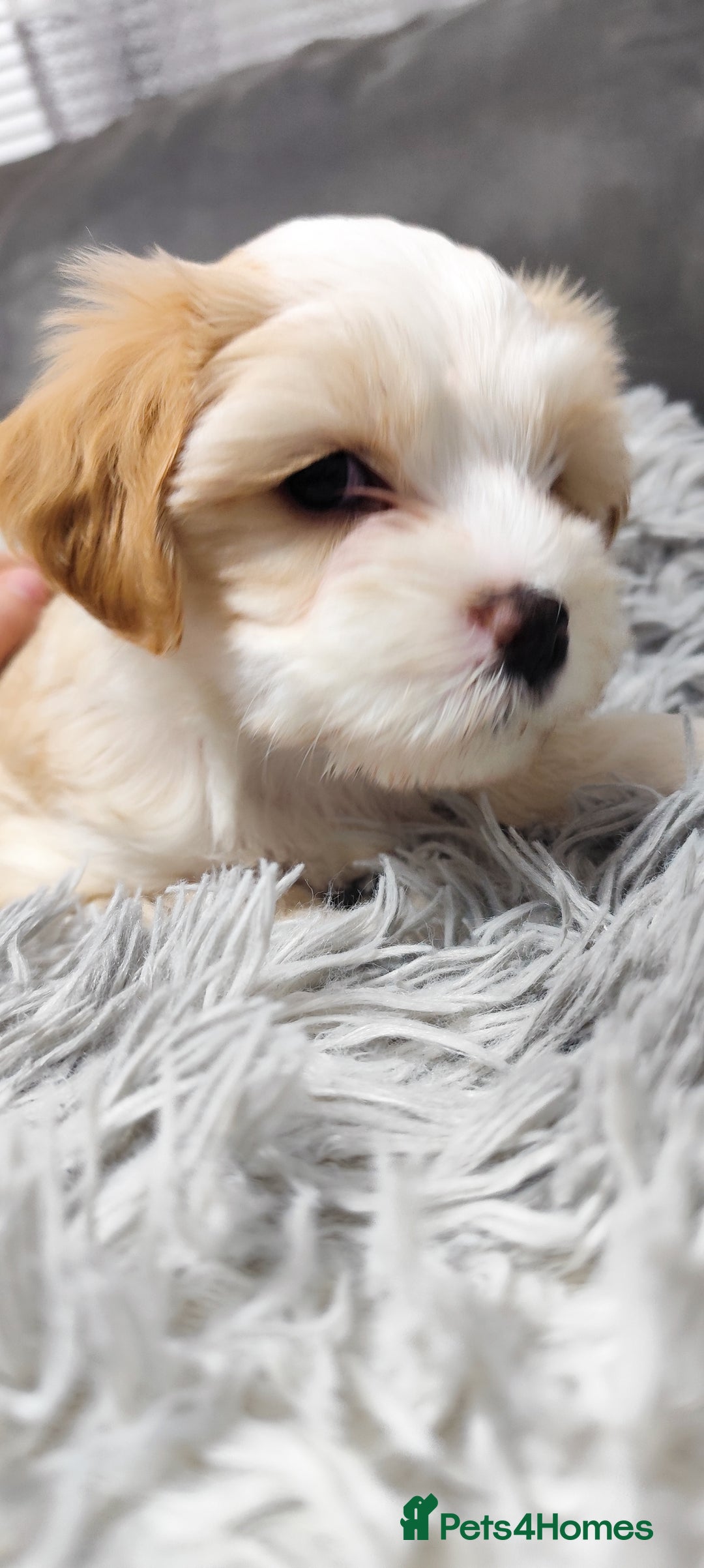 Tibetan Terrier dogs for sale: KC Tibetan Terrier Puppy  - Advert 10
