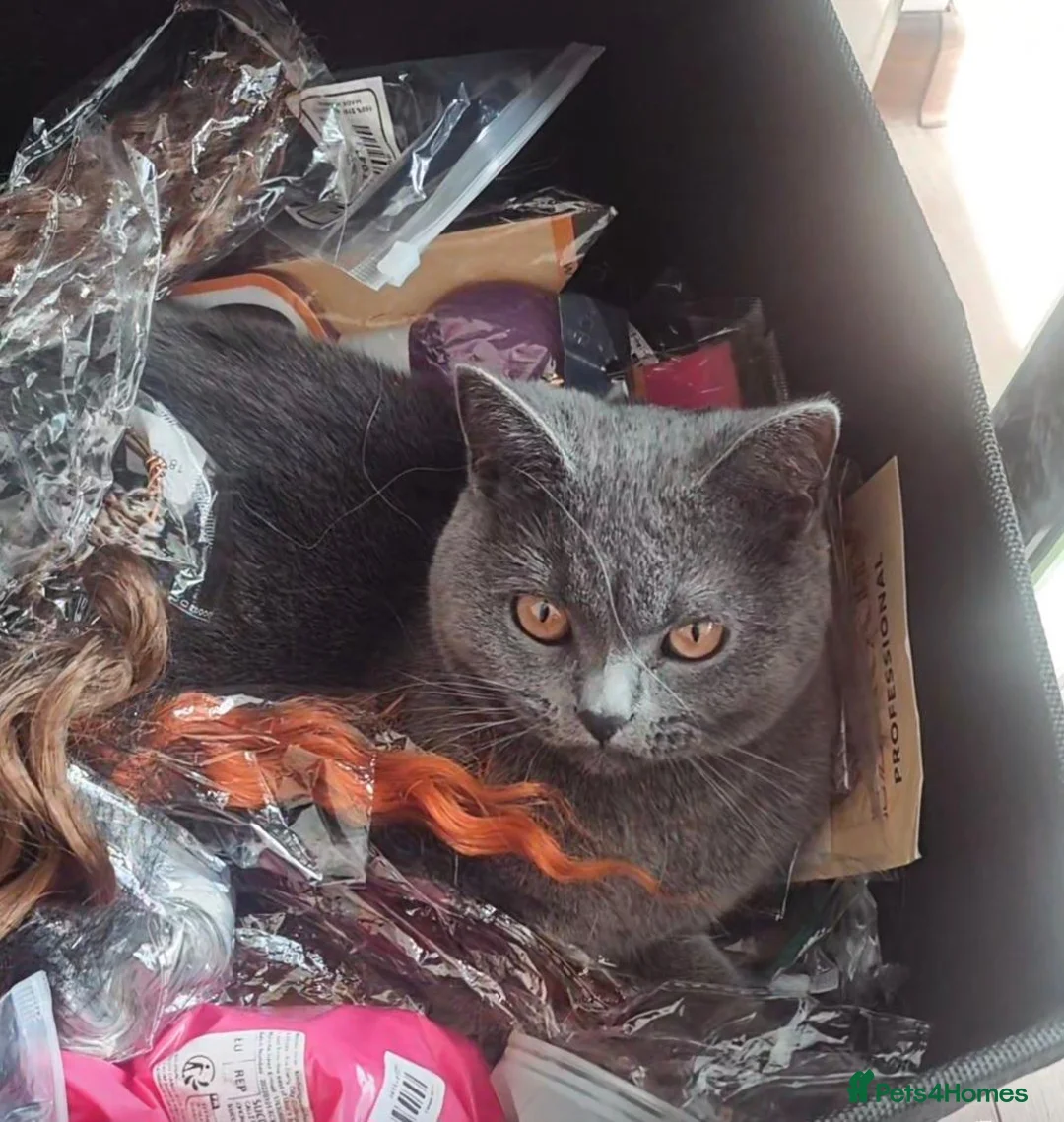 Mixed Breed cats for sale: Gorgeous coal-black kitten out of a BSH mom a🐾 - Advert 2