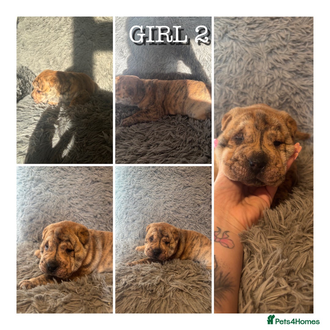 Shar Pei dogs for sale: SHAR PEI PUPS READY NOW - Advert 5