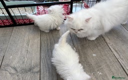 Persian cats for sale: Pure chinchilla doll face Persian kittens - Image 24