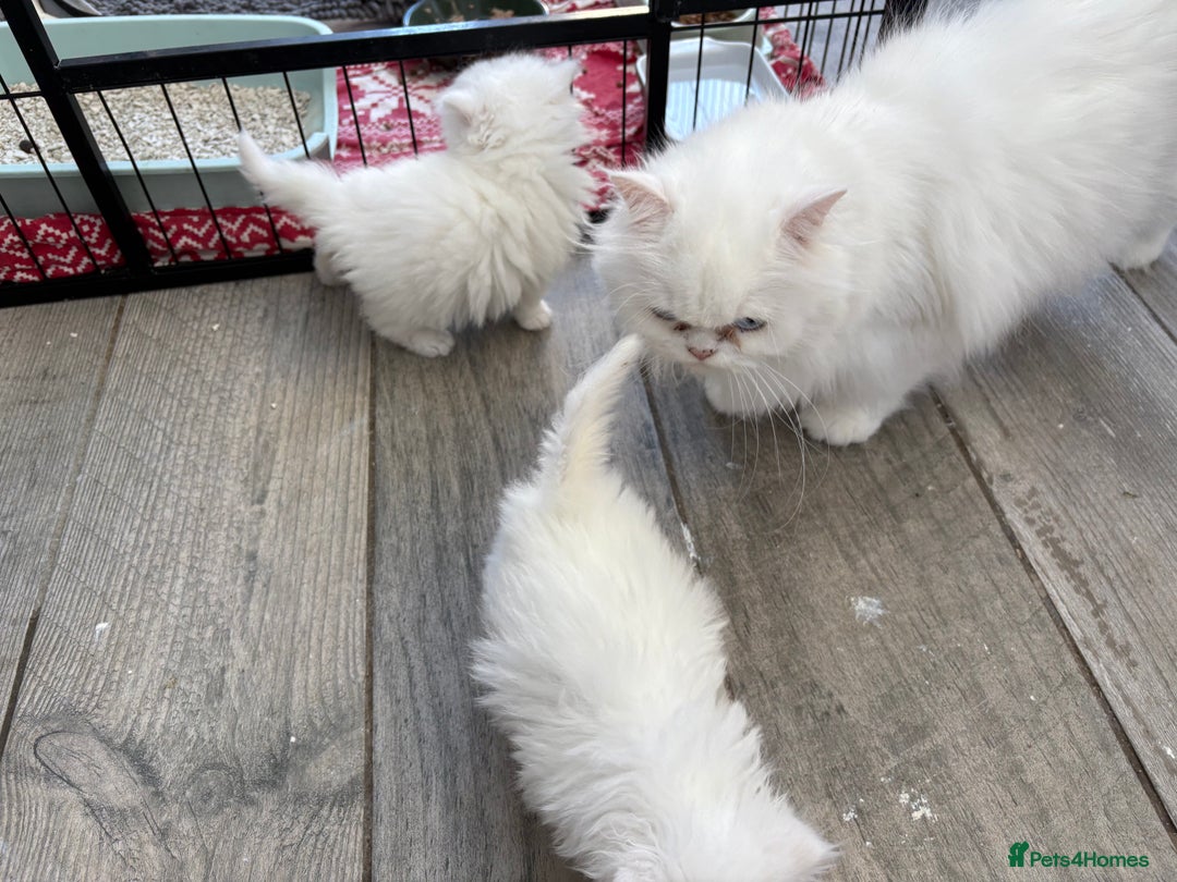 Persian cats for sale: Pure chinchilla doll face Persian kittens - Image 24