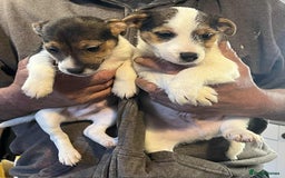 Jack Russell dogs for sale: 2 short legged male pups  - Image 2