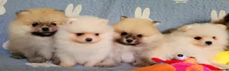 Pomeranian dogs for sale: Stunning KC Pomeranian Puppies for sale - Advert 21