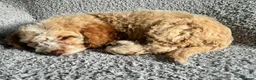 Cockapoo dogs for sale: 🐾 Stunning Litter of 8 Cockapoo Puppies! 🐾 - Advert 31