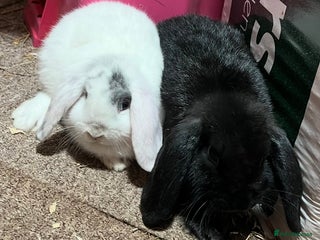 Mini Lop rabbits Gorgeous mini lops ready now! Only 2 remaining - Advert 18