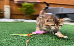 Bengal cats for sale: Beautiful Active Bengal Queen - Imported Line - Image 10