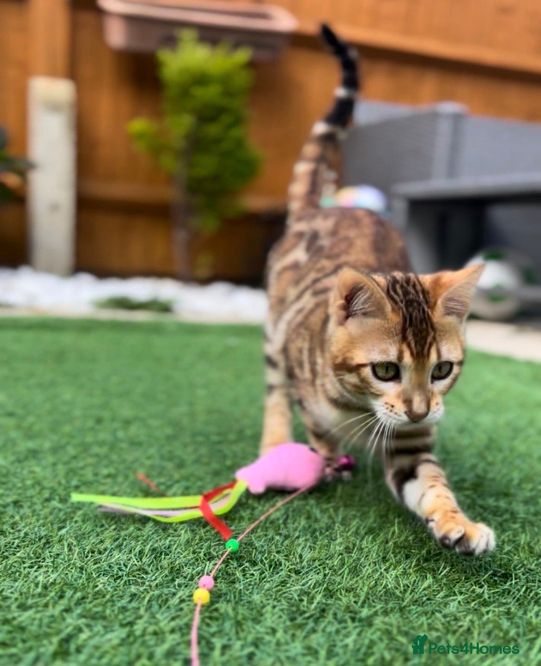 Bengal cats for sale: Beautiful Active Bengal Queen - Imported Line - Image 10