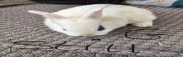 Mixed Breed rabbits for sale: Mixed breed bunnies- ready 9th May in Melton Mowbray - Advert 7