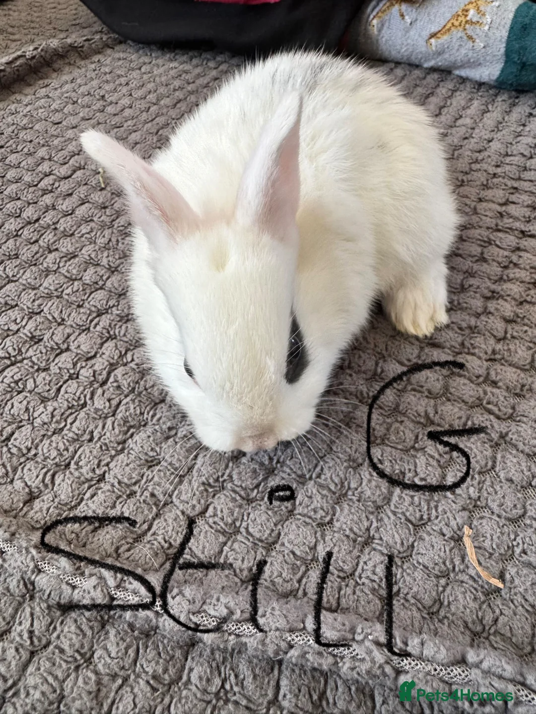 Mixed Breed rabbits for sale: Mixed breed bunnies- ready 9th May in Melton Mowbray - Advert 7