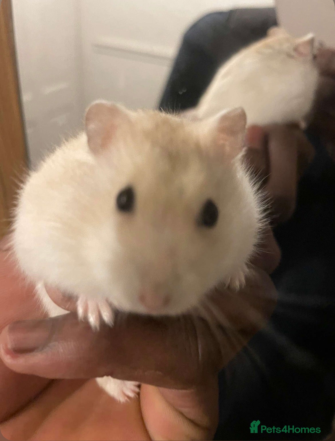 Hamster rodents Syrian Hamster  - Advert 1