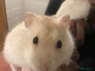 Hamster rodents Syrian Hamster - Advert 8