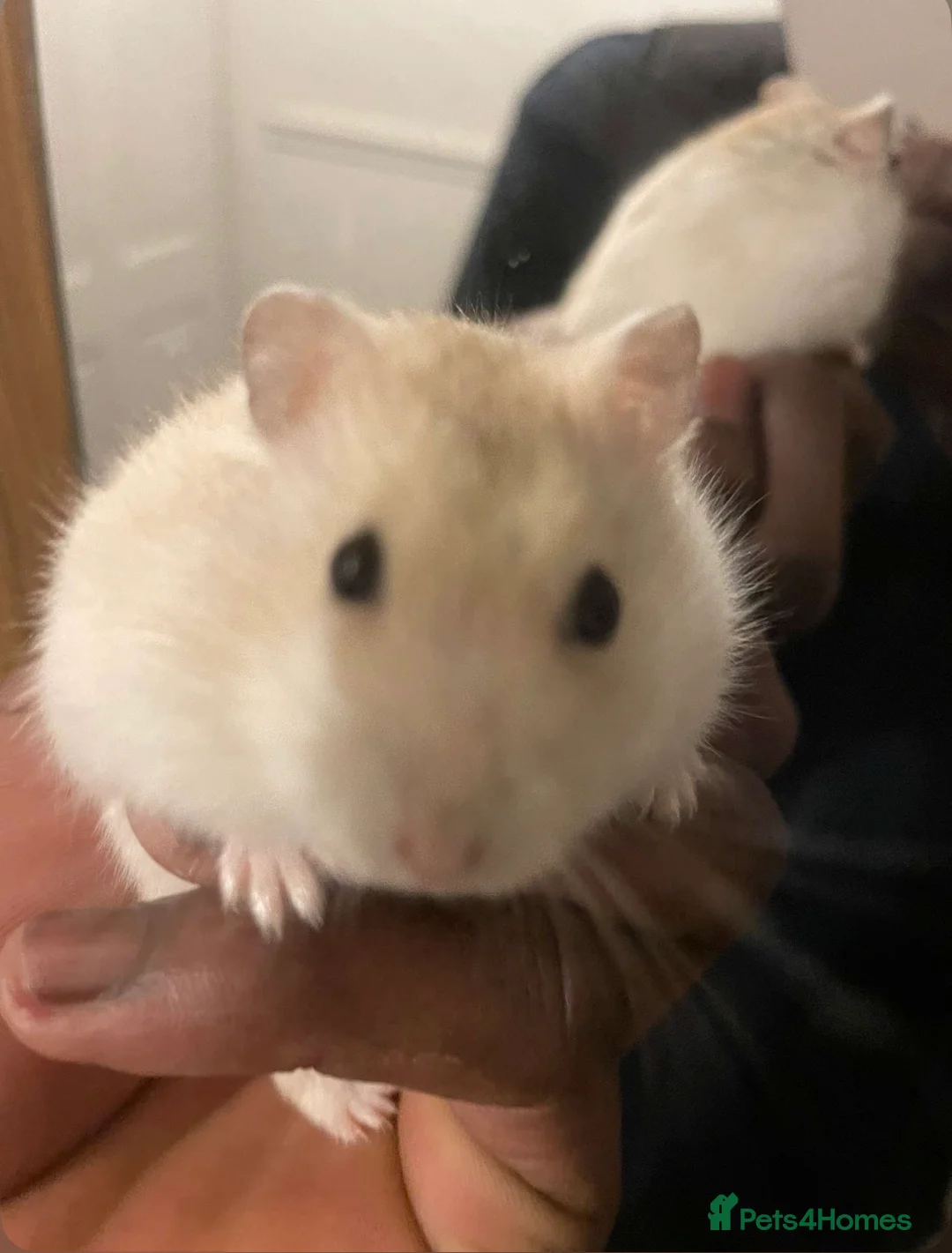 Hamster rodents for sale: Syrian Hamster  - Advert 1