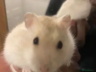 Hamster rodents Syrian Hamster - Advert 8