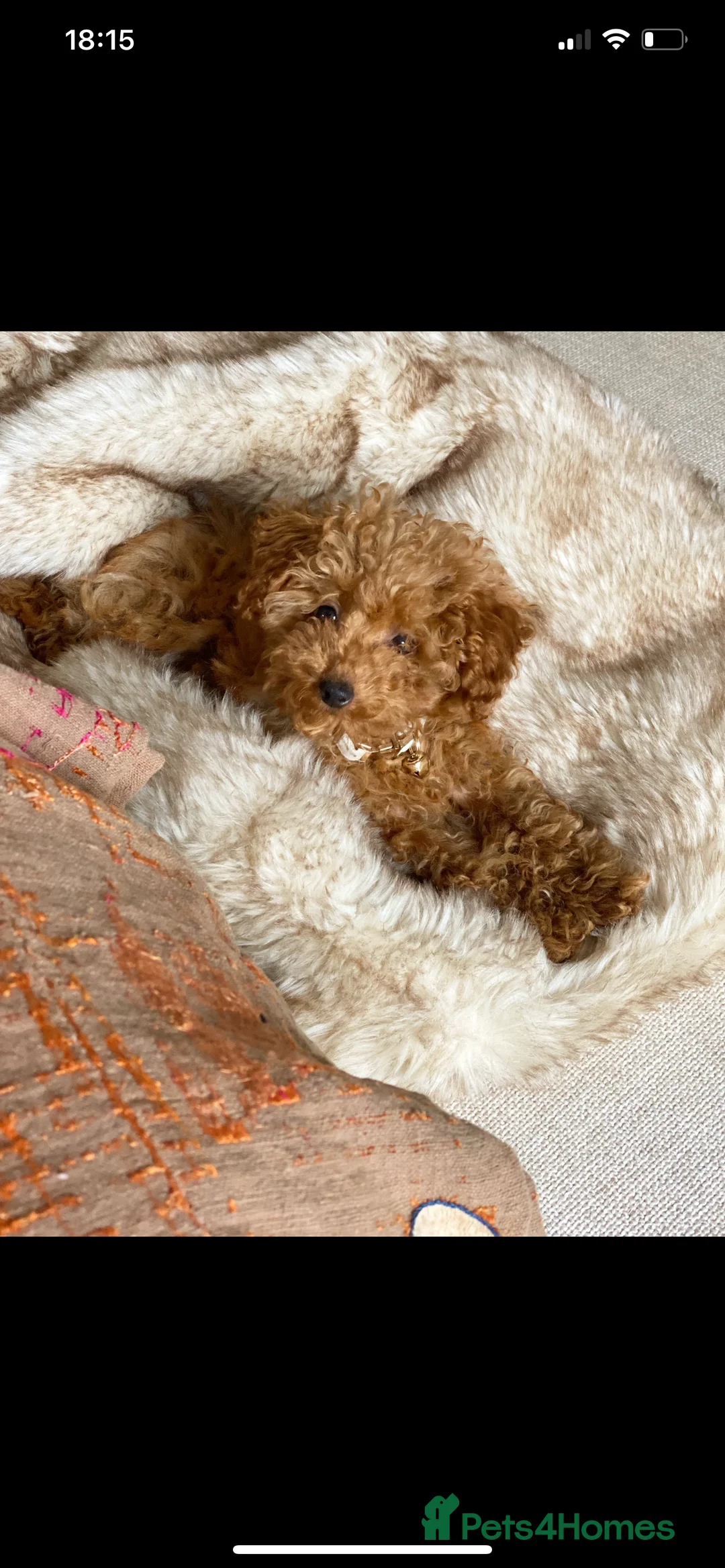 Toy Poodle dogs for sale: Stunning health tested KC registered Toy Poodle - Advert 1