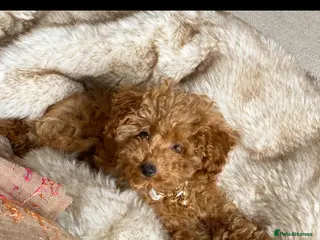 Toy Poodle dogs Stunning health tested KC registered Toy Poodle - Advert 8