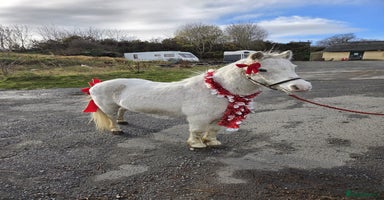 Welsh Section A horses 11.2 registered section A gelding  - Advert 2