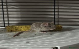 Mouse rodents for sale: Male mouse  - Advert 3