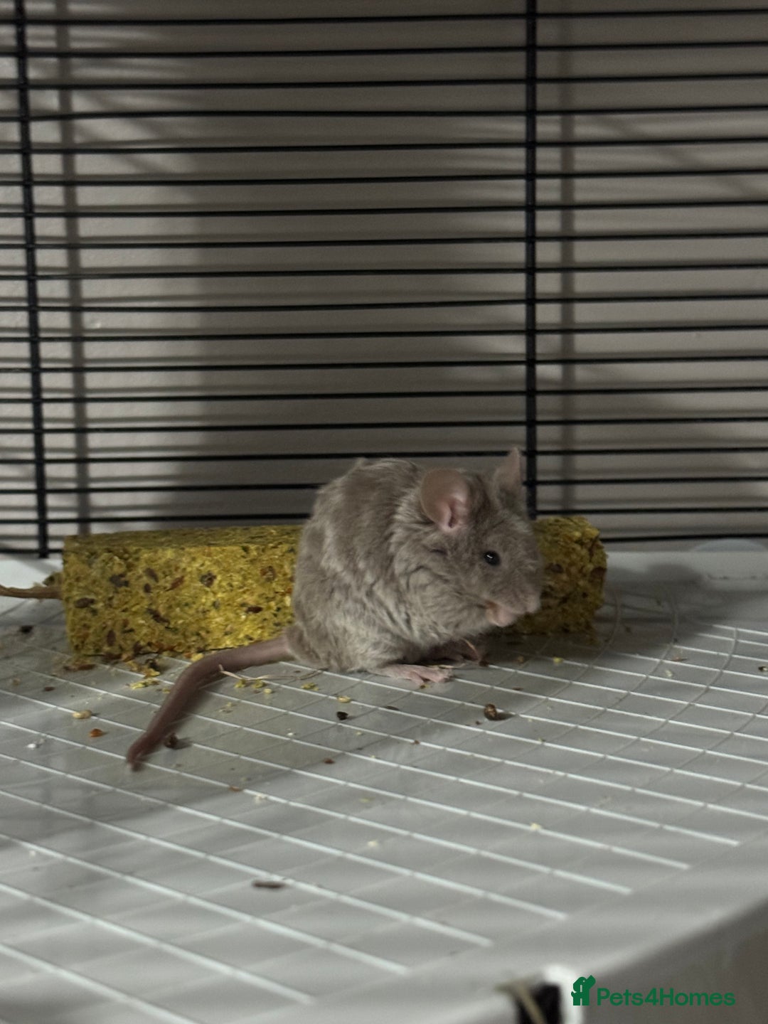 Mouse rodents for sale: Male mouse  - Advert 3