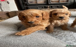 Cockapoo dogs for sale: F1B TOY COCKAPOO PUPPIES - Image 14
