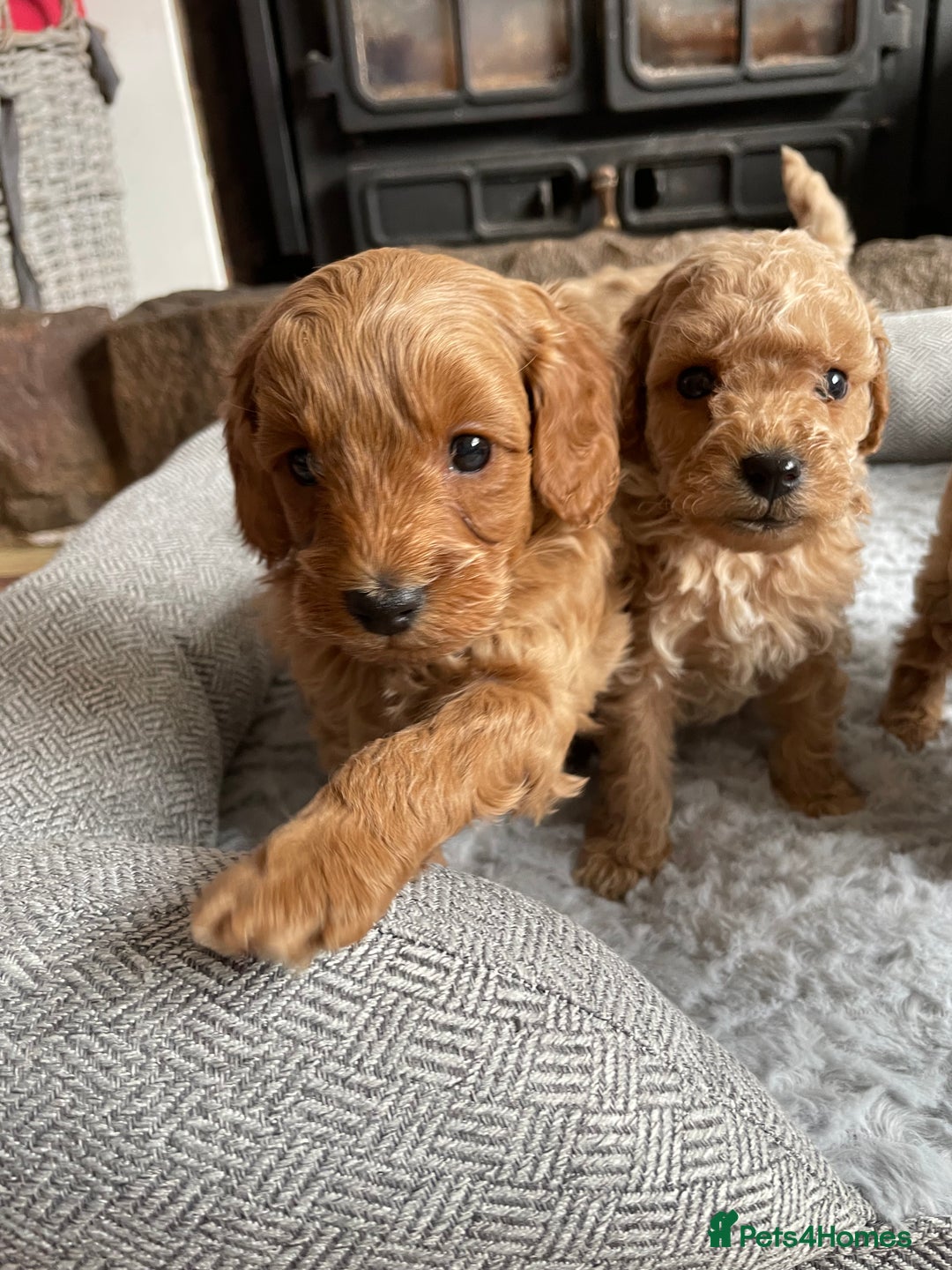 Cockapoo dogs for sale: F1B TOY COCKAPOO PUPPIES - Image 14