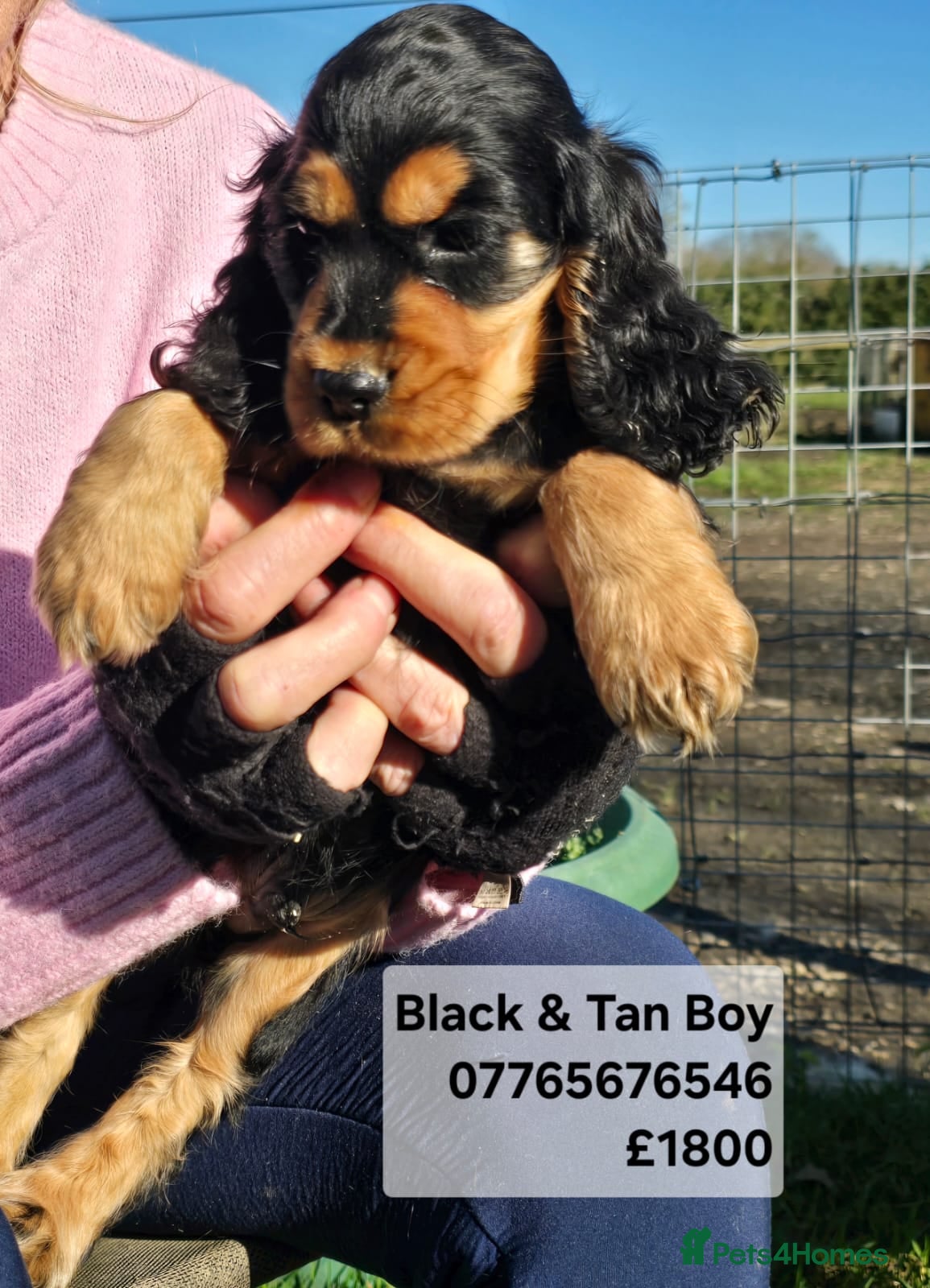 Cocker Spaniel dogs Cocker Spaniel Show Puppies Homebred 3* Licence - Advert 8