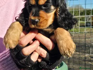 Cocker Spaniel dogs Cocker Spaniel Show Puppies Homebred 3* Licence - Advert 2
