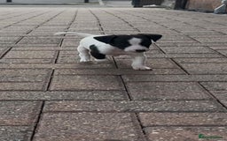 Jack Russell dogs for sale: Jack russle puppy's  - Image 6
