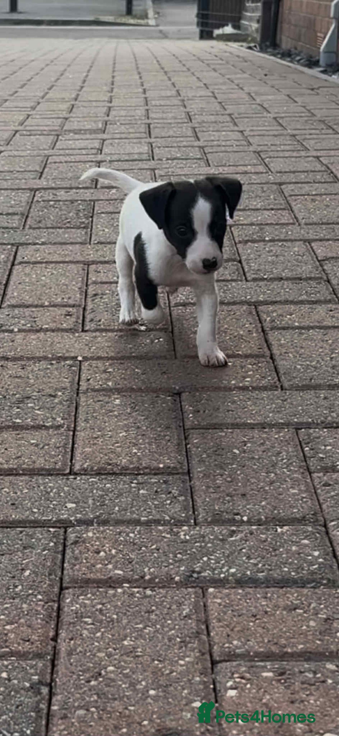 Jack Russell dogs for sale: Jack russle puppy's  - Image 6