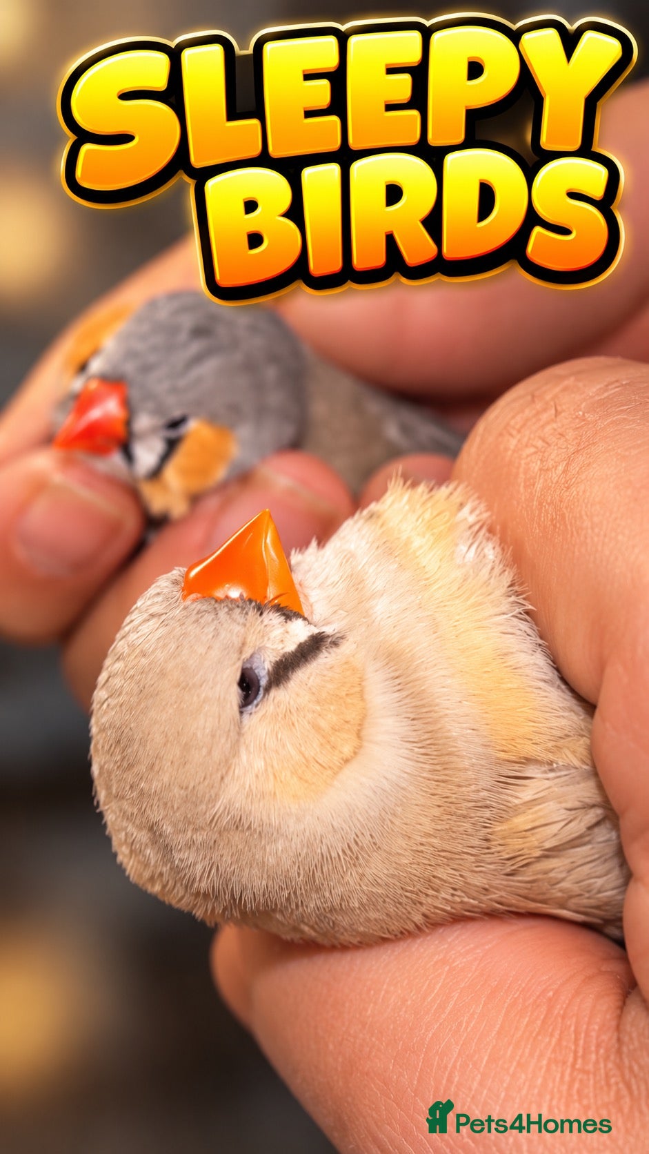 Finches birds for sale: A pair of breeding Zebra Finches  - Advert 9