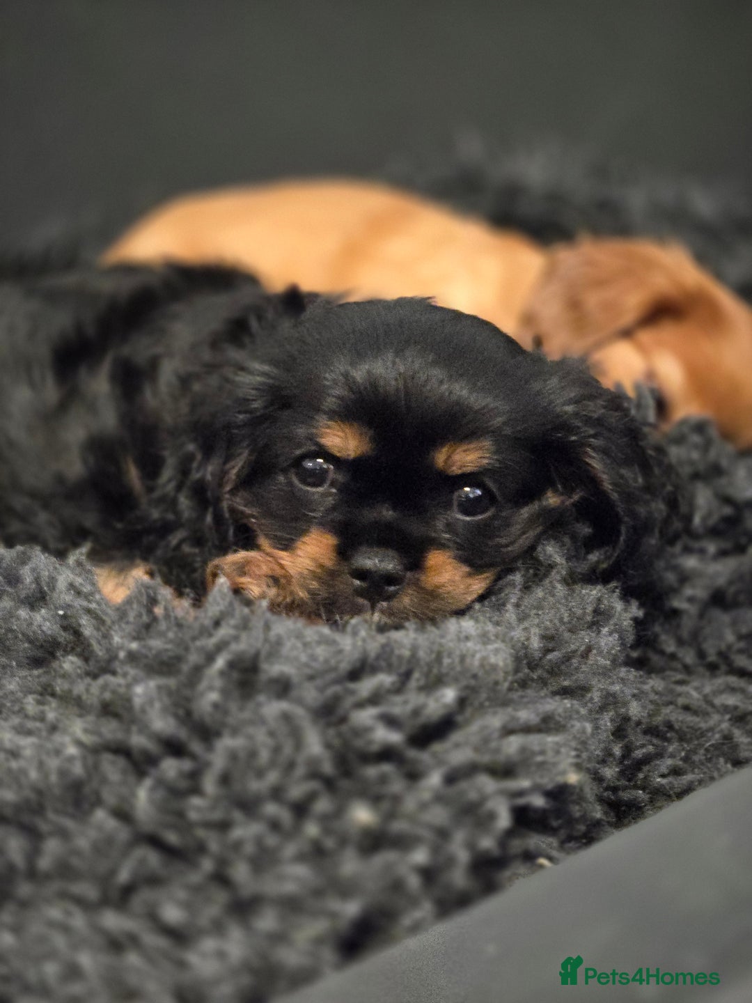 Cavalier King Charles Spaniel dogs for sale: KC Reg Black & Tan Cavalier Girl Puppies  - Image 3