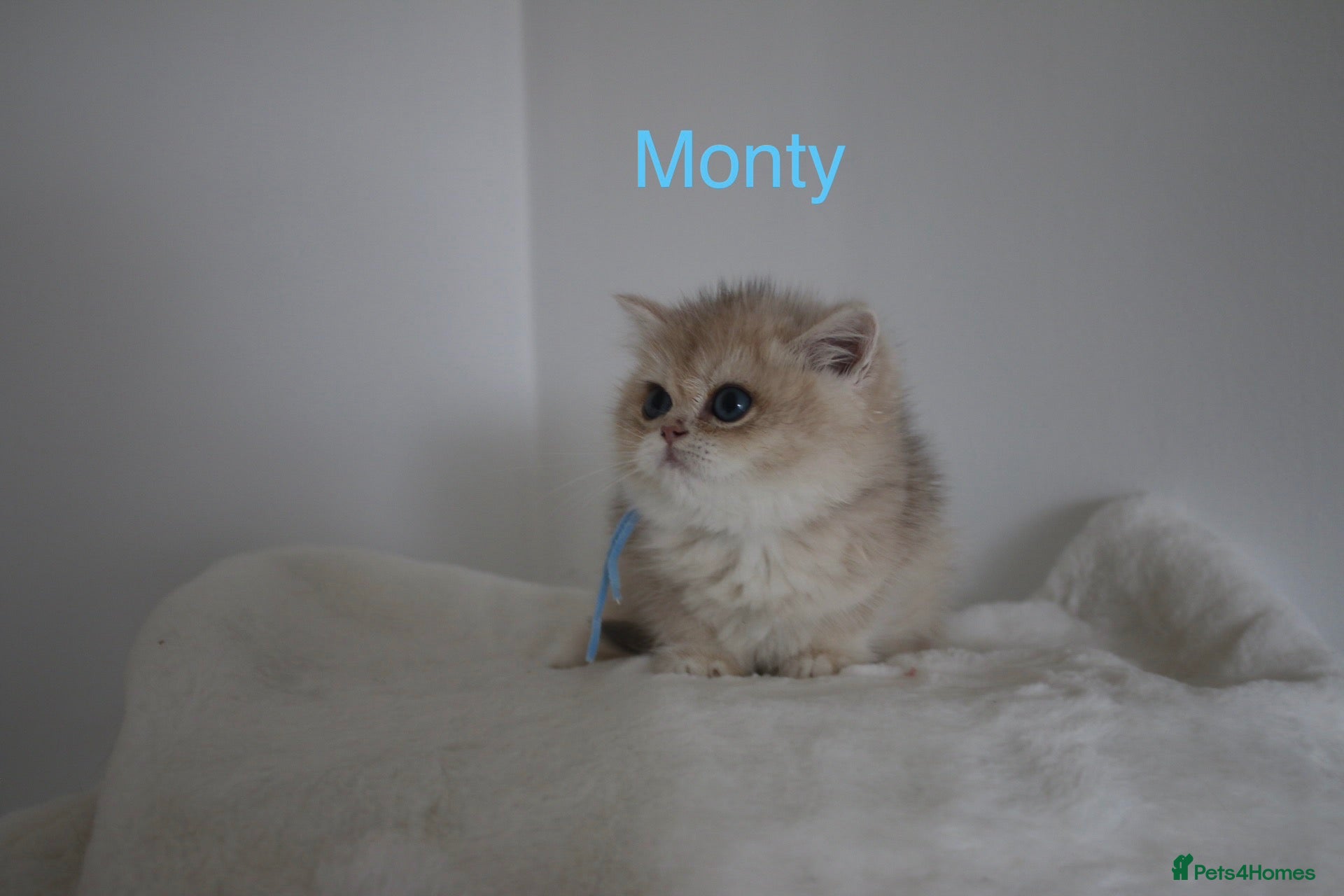 British Shorthair cats Very rare colours Golden British Shorthairs - Advert 5