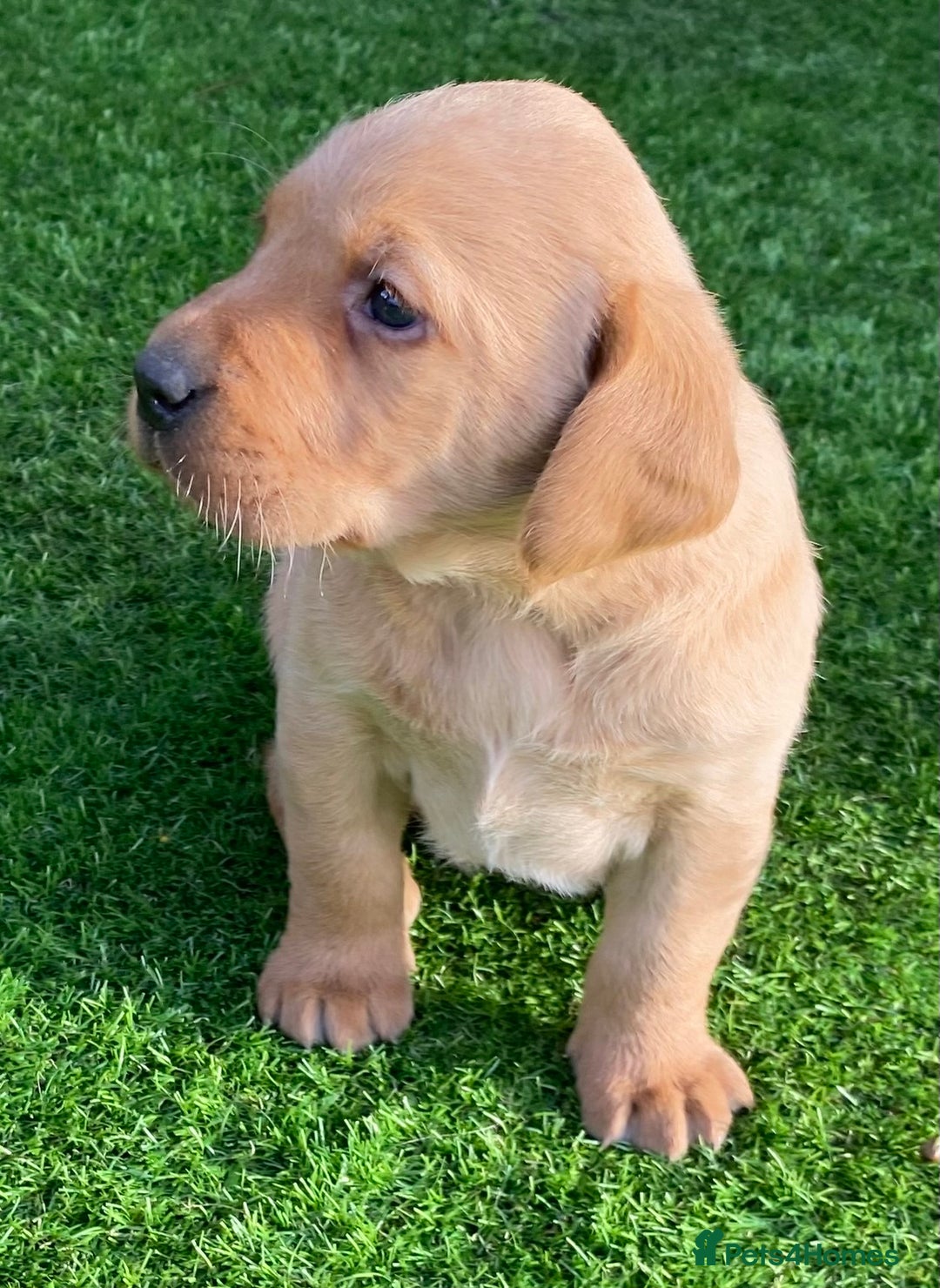 Labrador Retriever dogs for sale: BEAUTIFUL LABRADOR PUPPYS READY NOW - Image 1