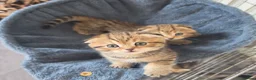 Scottish Fold cats for sale: Adorable 6 Scottish fold kittens  - Advert 16