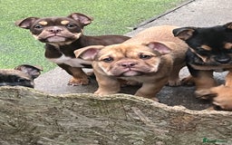 Mixed Breed dogs for sale: 3/4 English bulldog babies  - Image 7