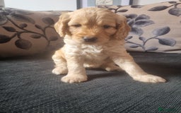 Cockapoo dogs for sale: Beautiful F2B Cockapoo puppies - Image 7