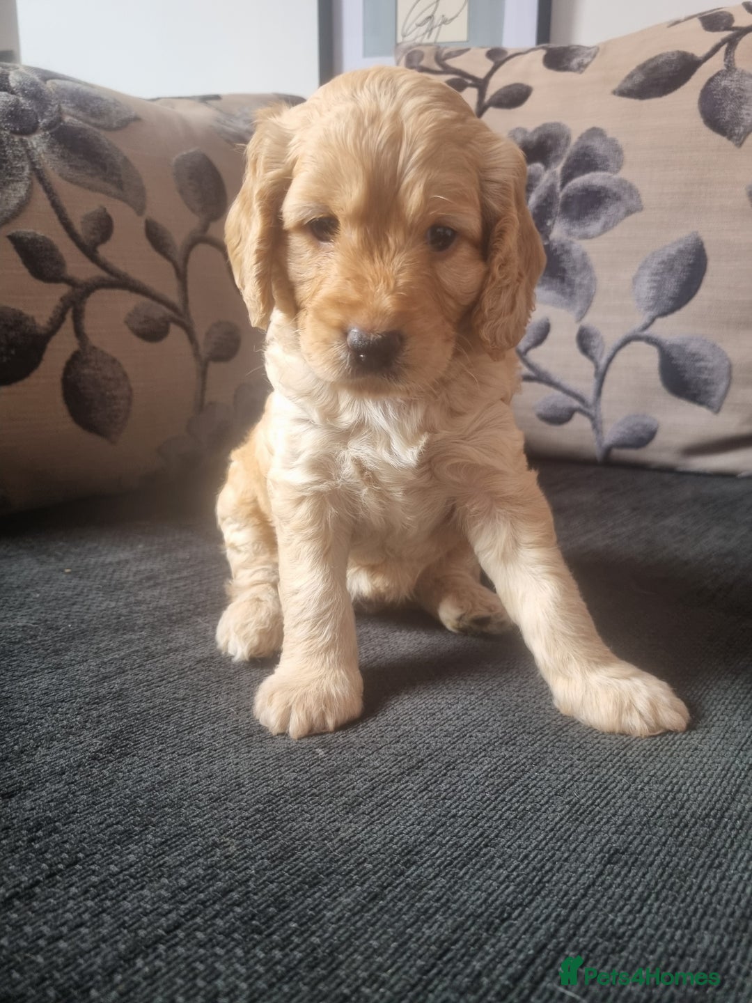 Cockapoo dogs for sale: Beautiful F2B Cockapoo puppies - Image 7