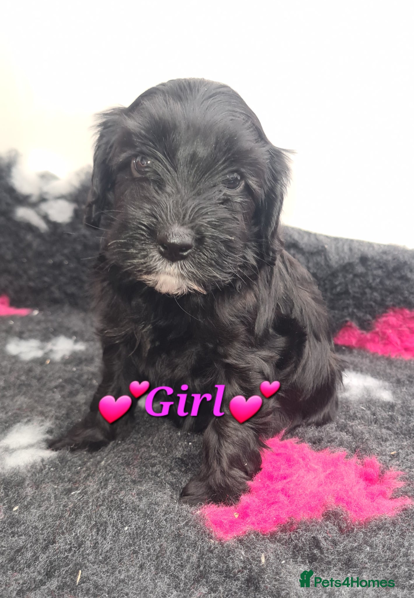 Cockapoo dogs **Beautiful F1 Cockapoos - Fully Vaccinated** - Advert 1