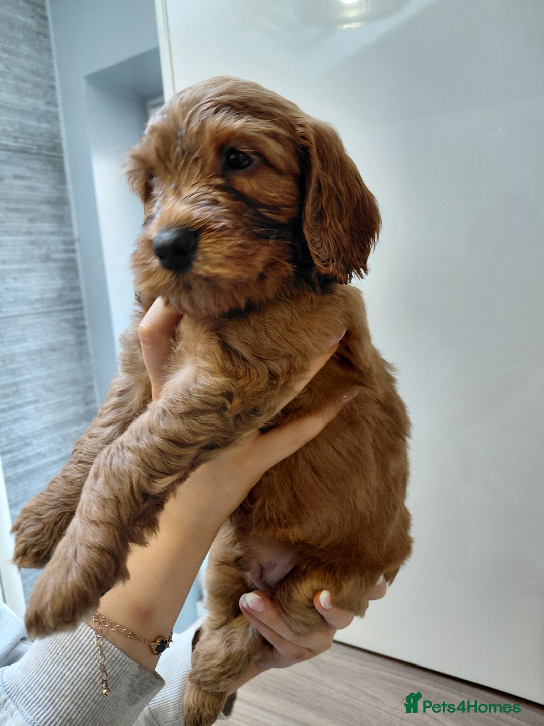 Cockapoo dogs for sale: F2 Cockapoo - Advert 7