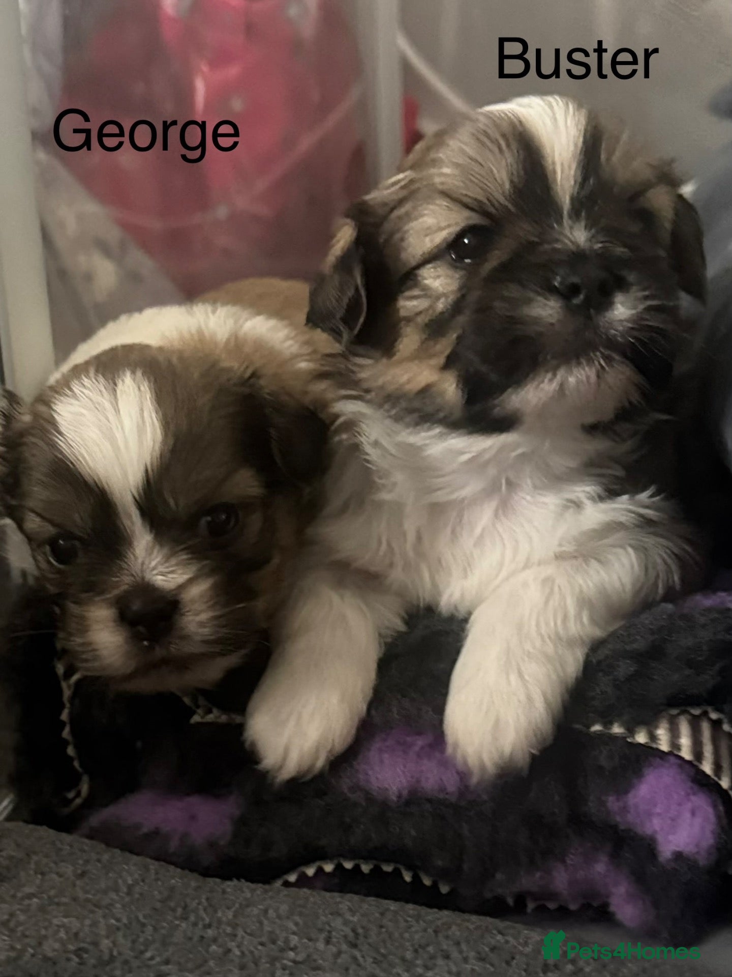 Shih Tzu dogs Shih Tzu pups - Advert 3