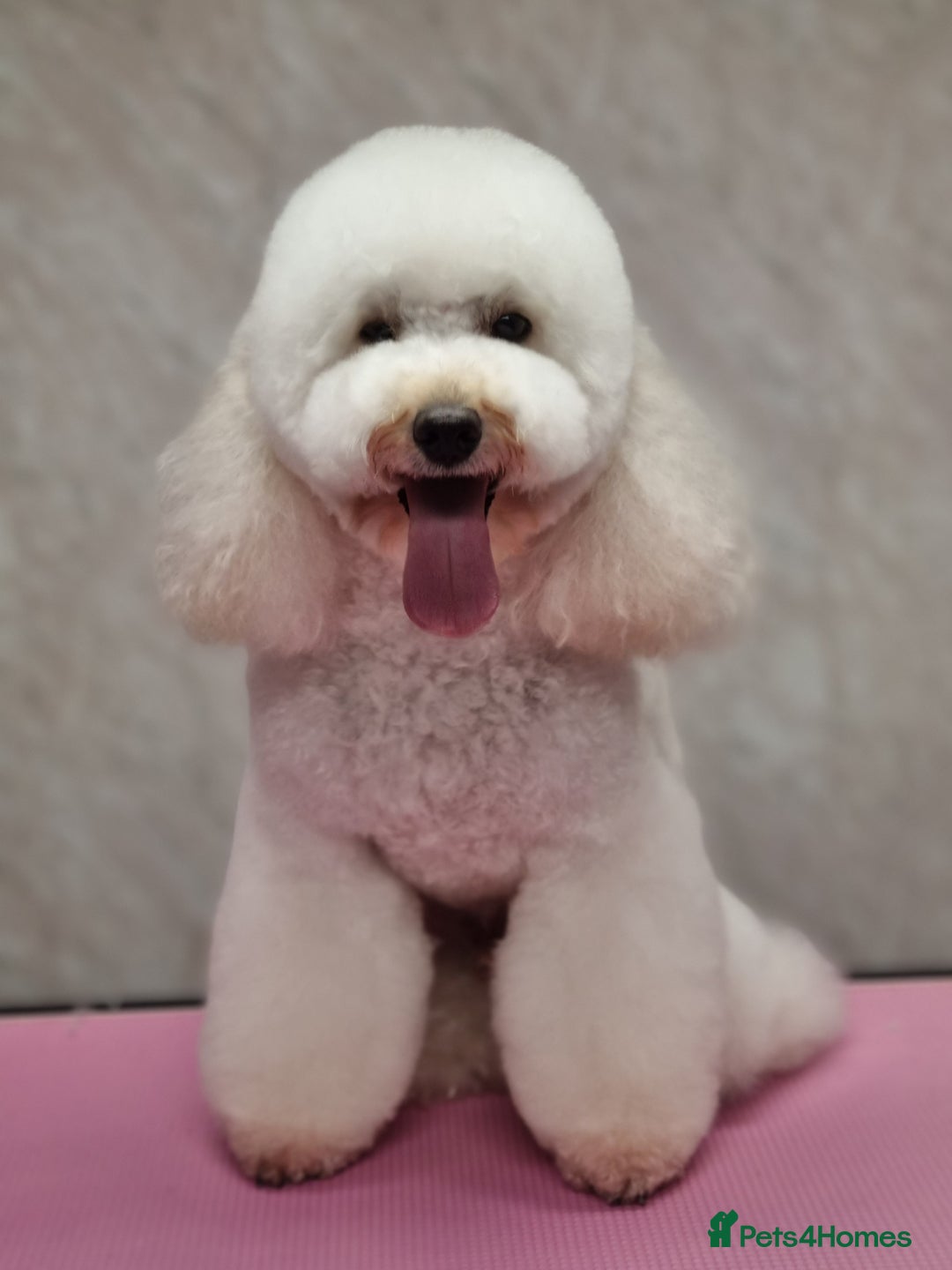 Miniature Poodle dogs for stud: Gorgeous miniature poodle  in Shepton Mallet - Advert 3