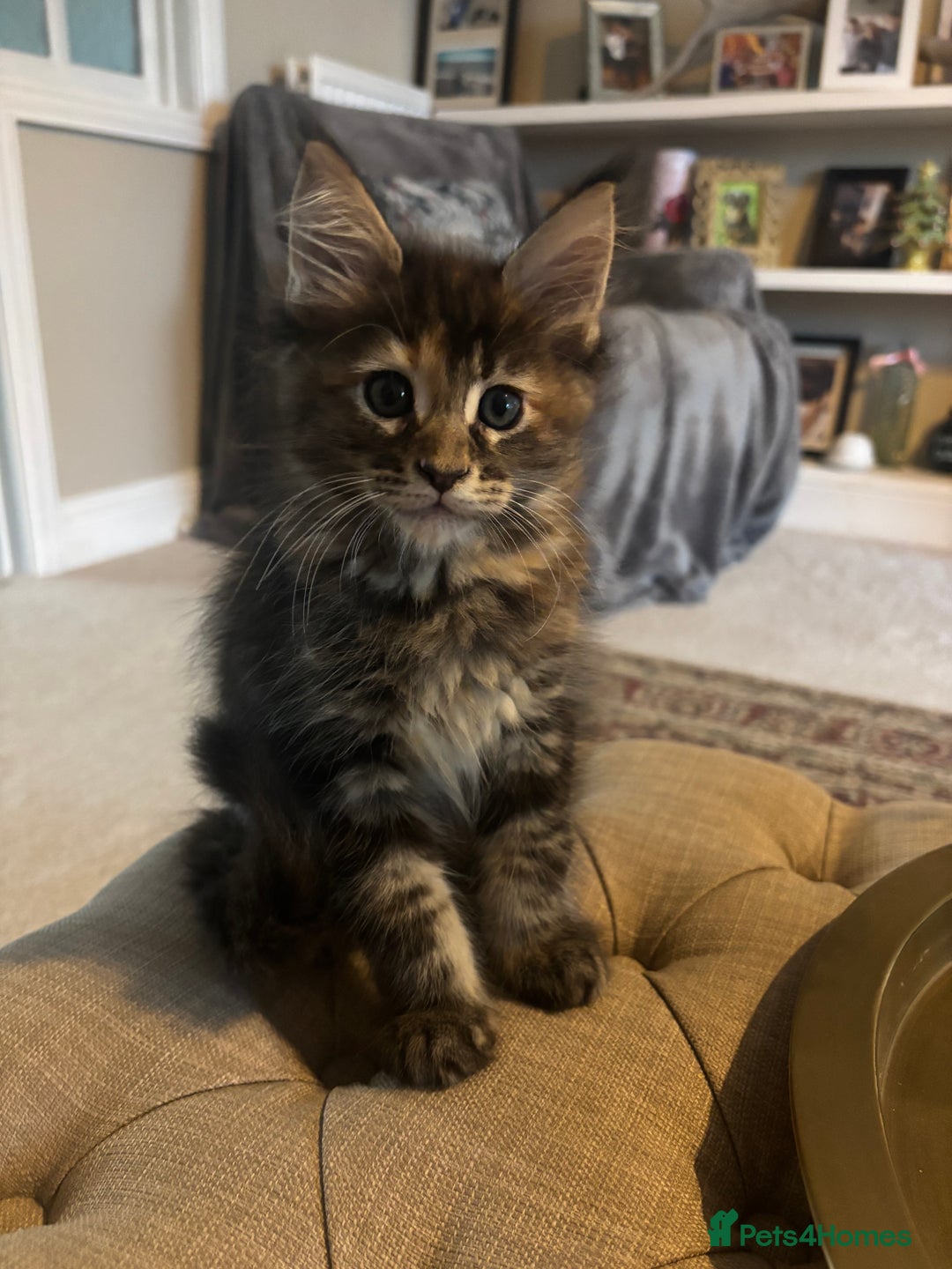 Maine Coon cats for sale: Maine Coon Kittens pedigree  in Boston - Image 13
