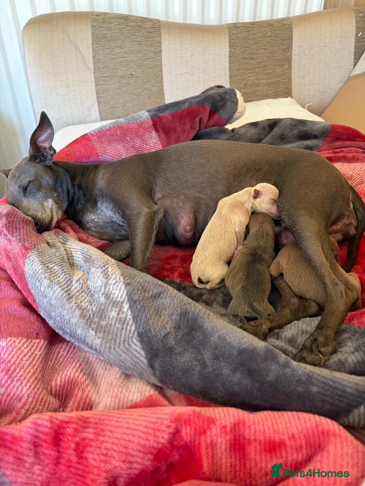 Italian Greyhound dogs KC REGISTERED ITALIAN GREYHOUND PUPPIES  - Advert 1