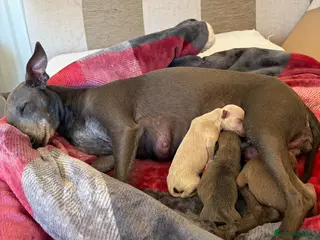 Italian Greyhound dogs KC REGISTERED ITALIAN GREYHOUND PUPPIES - Advert 1