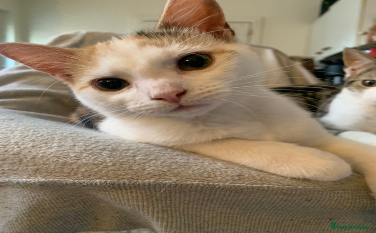Mixed Breed cats - Advert 8