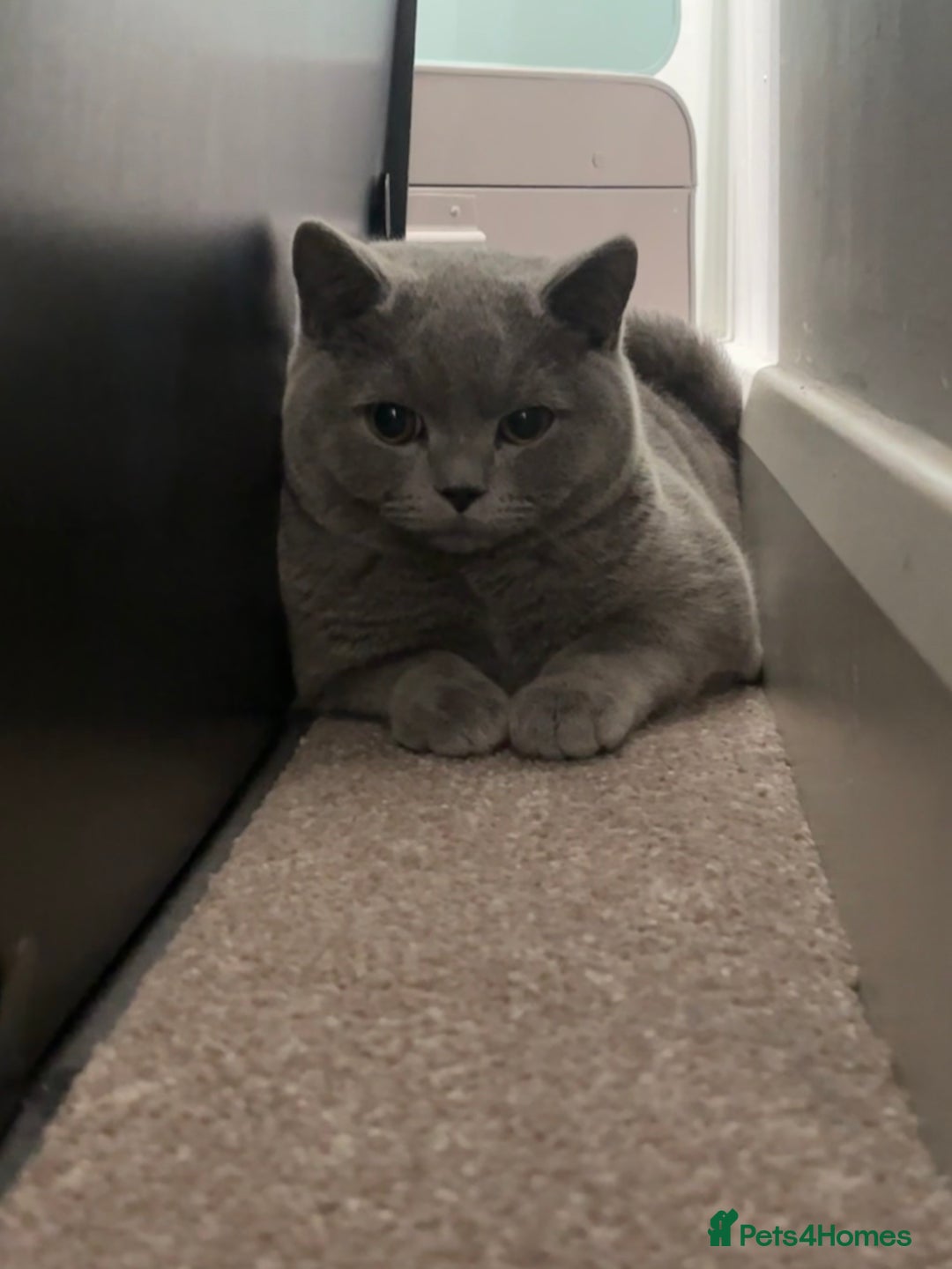 British Shorthair cats for sale: Male British short hair  - Advert 1
