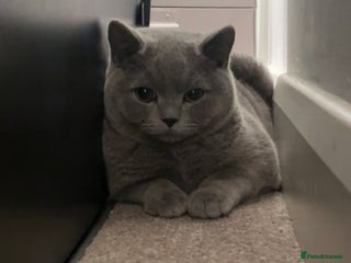 British Shorthair cats Male British short hair - Advert 6